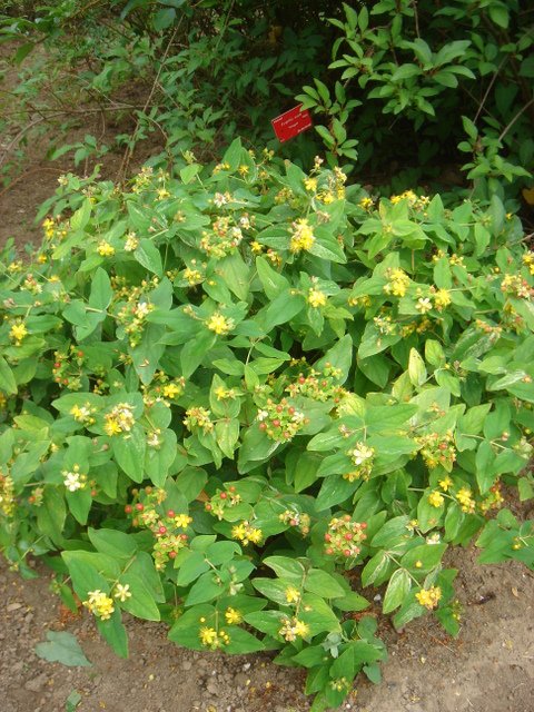 Hypericum androseanum 'Gladys Brabazon' P9